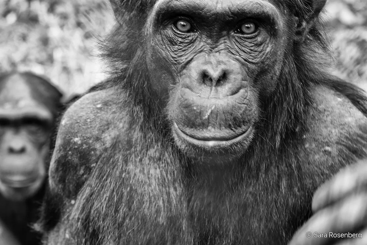 Chimpanzé, série (Non-)Human