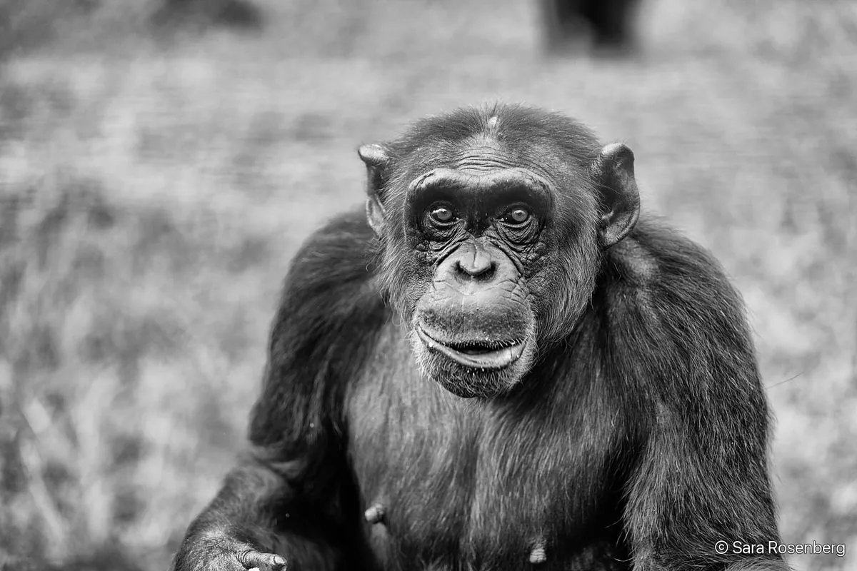 Chimpanzé, série (Non-)Human