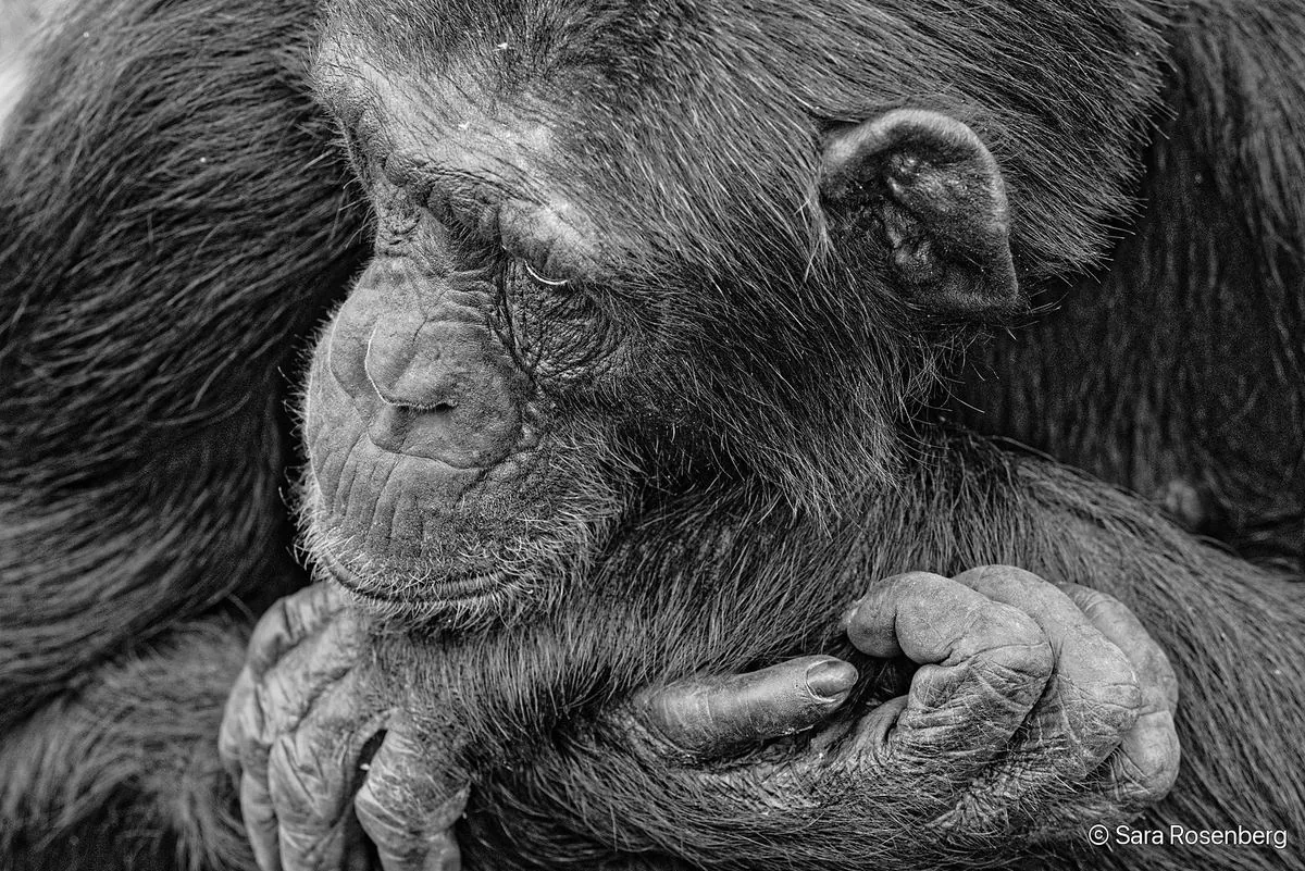 Chimpanzé, série (Non-)Human
