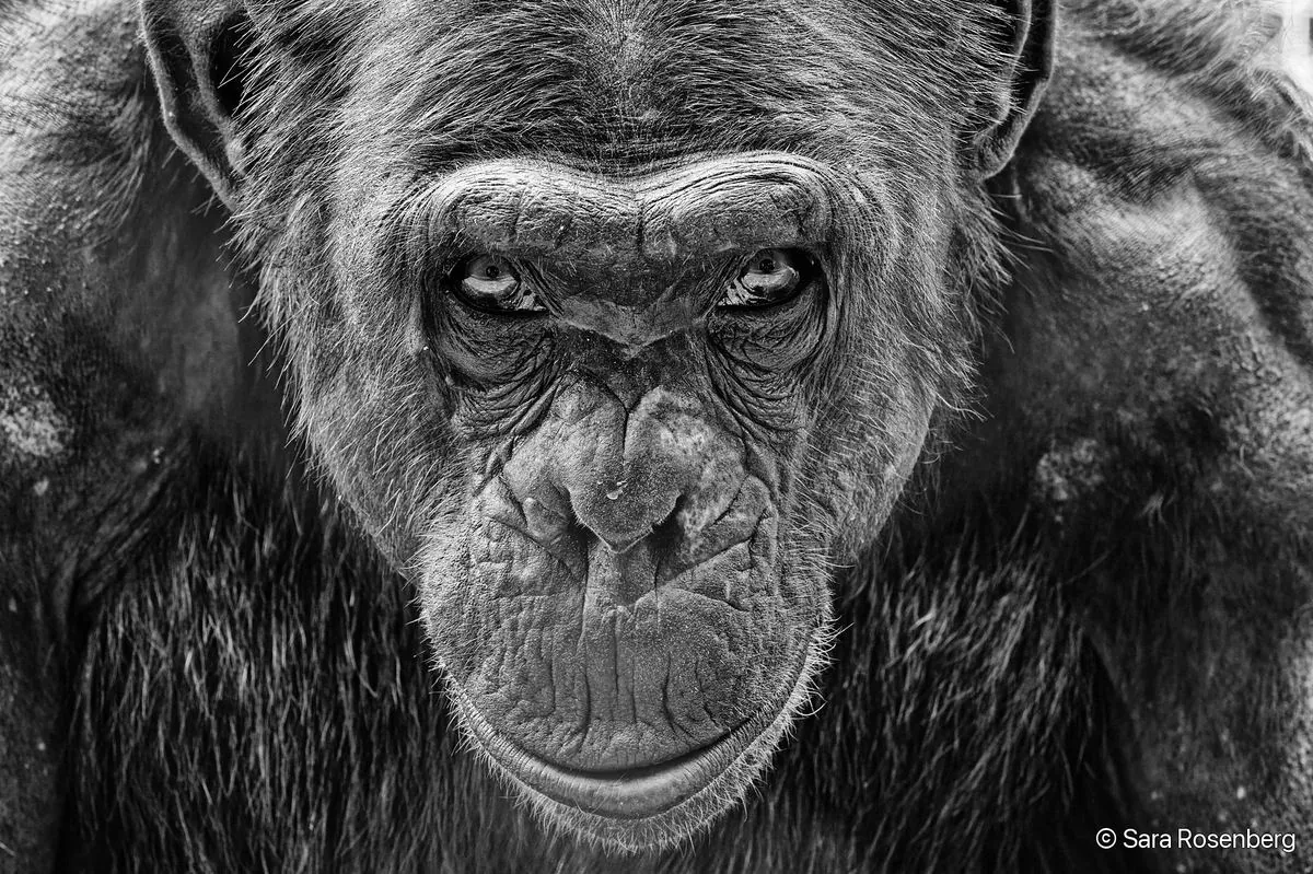 Portrait de chimpanzé, série (Non-)Human