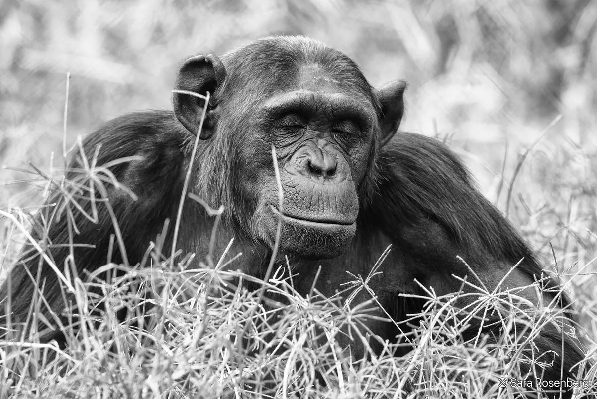 Chimpanzé, série (Non-)Human