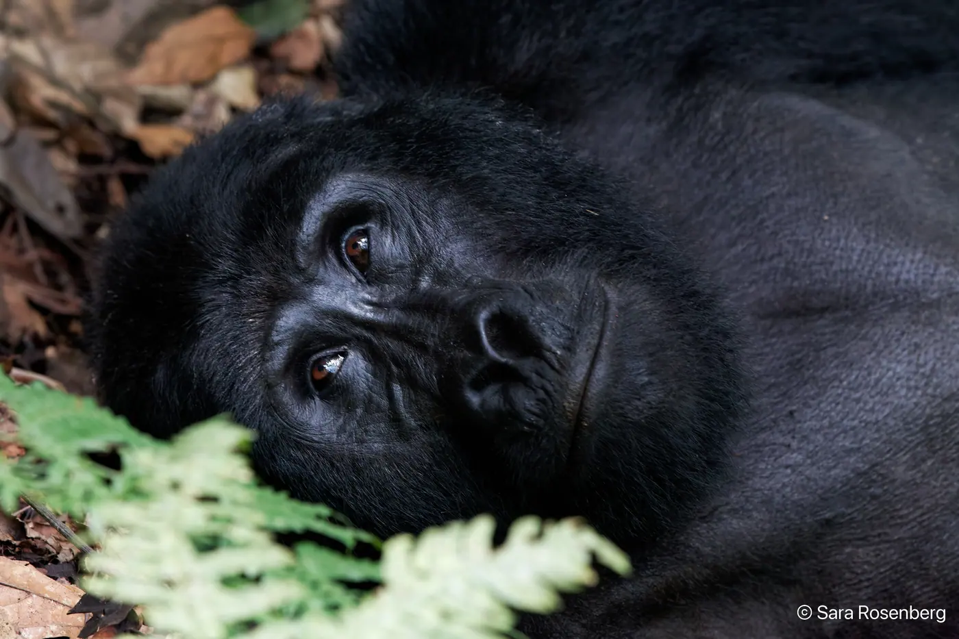 Bwindi, Ouganda