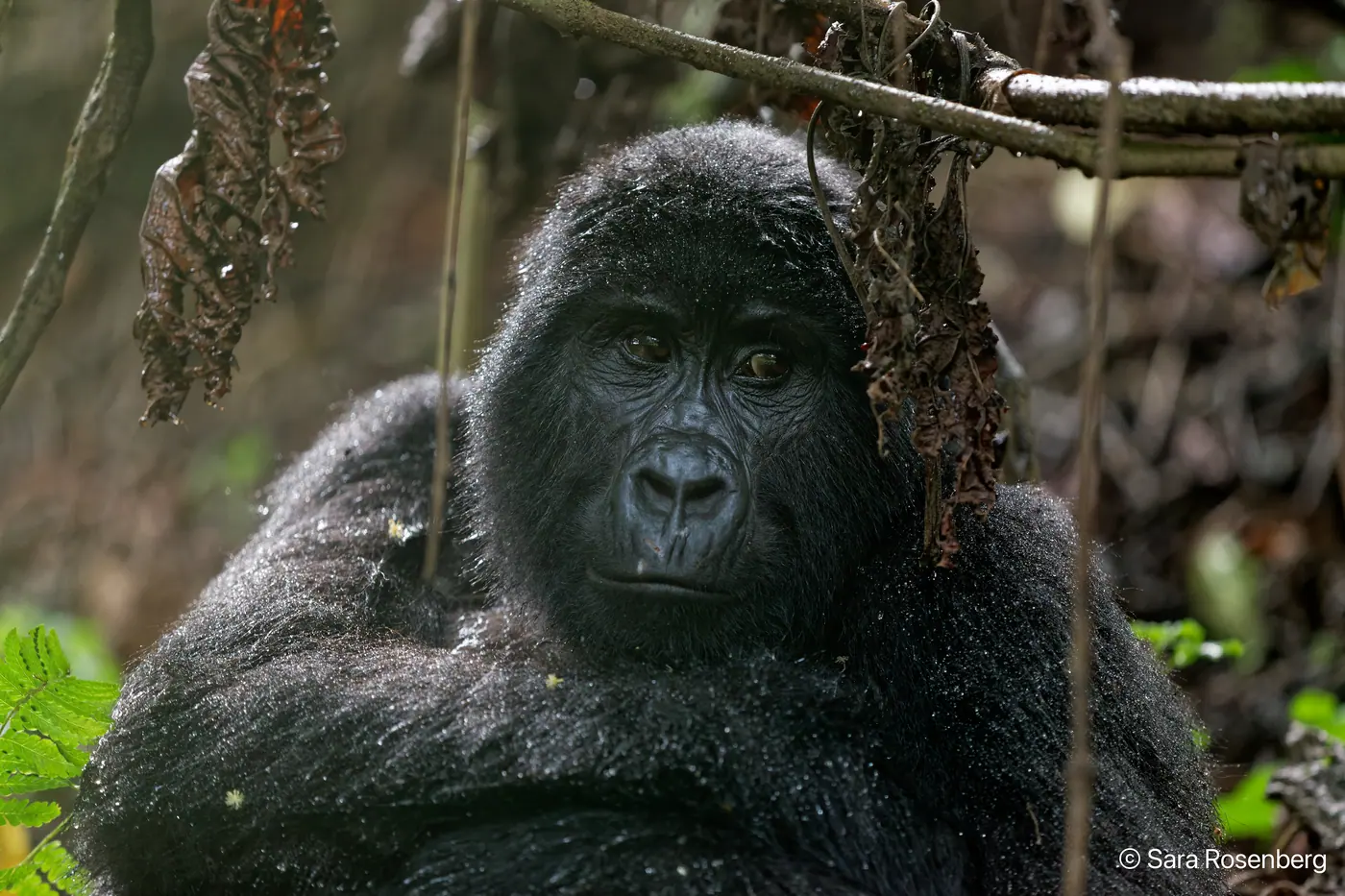 Bwindi, Ouganda