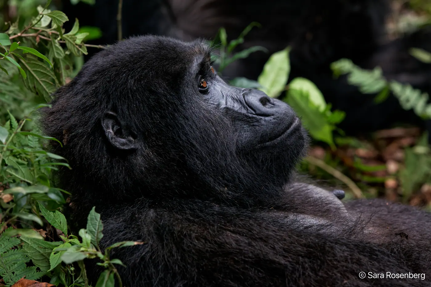 Bwindi, Ouganda