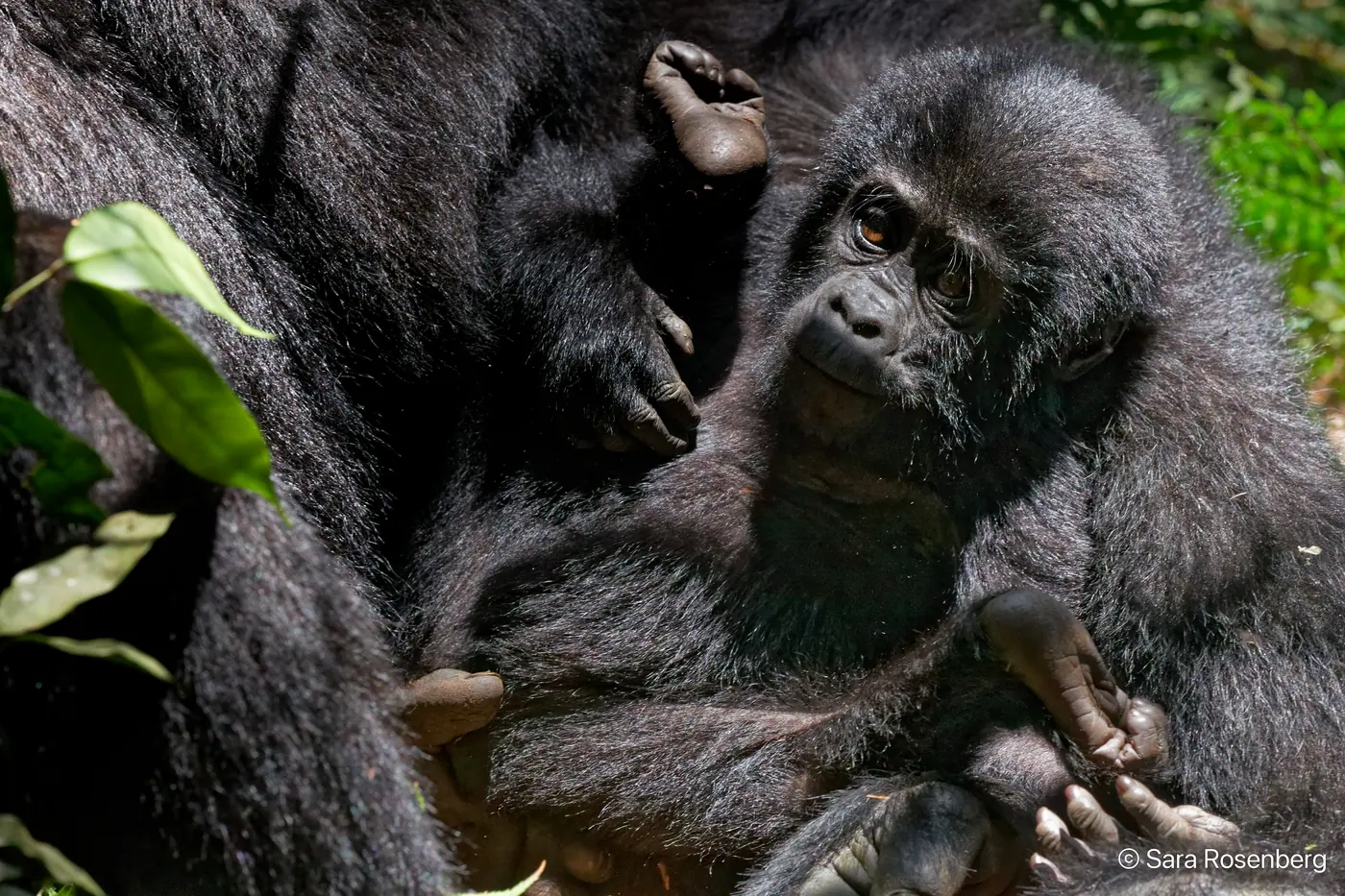 Bwindi, Ouganda