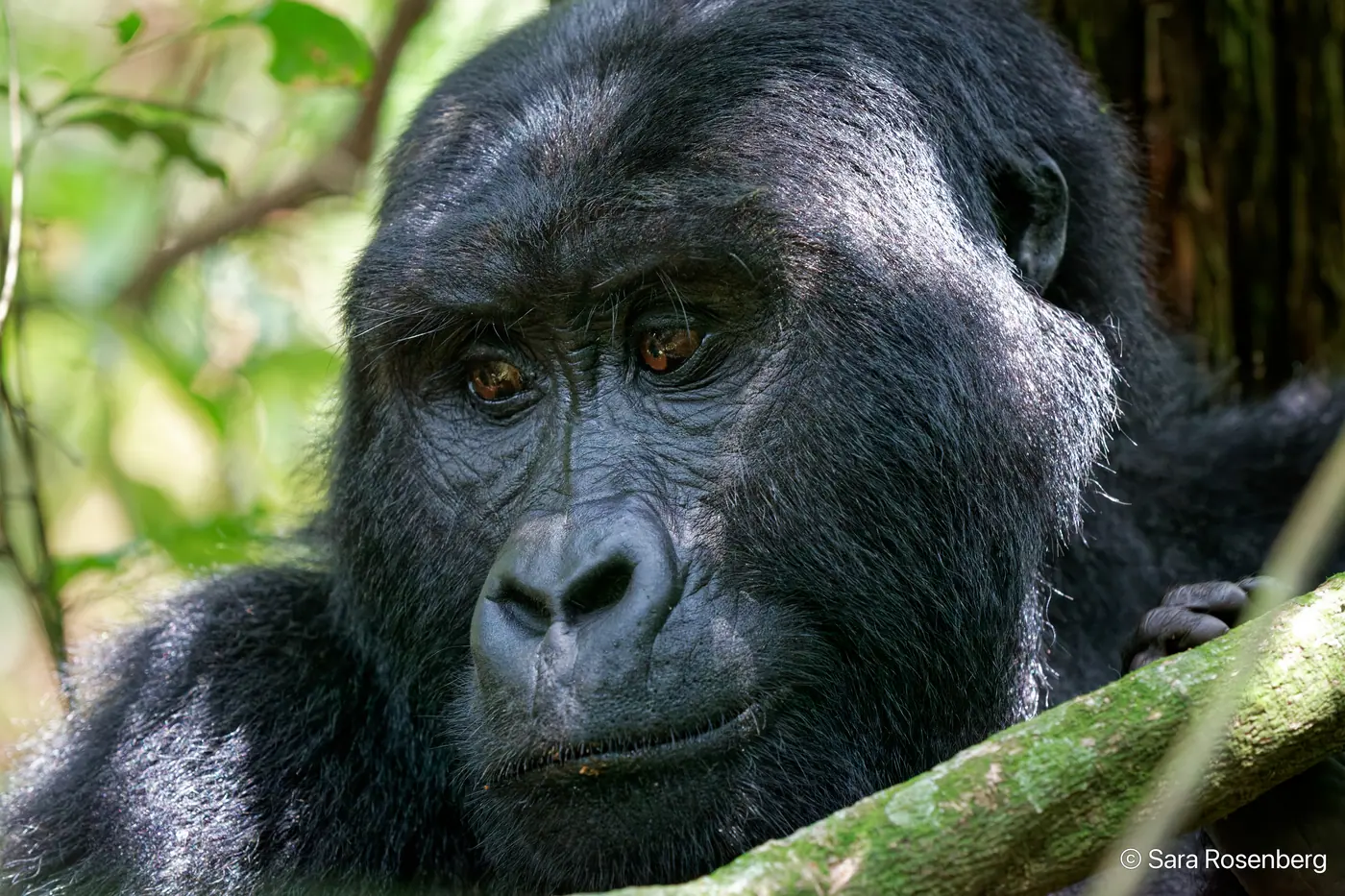 Bwindi, Ouganda