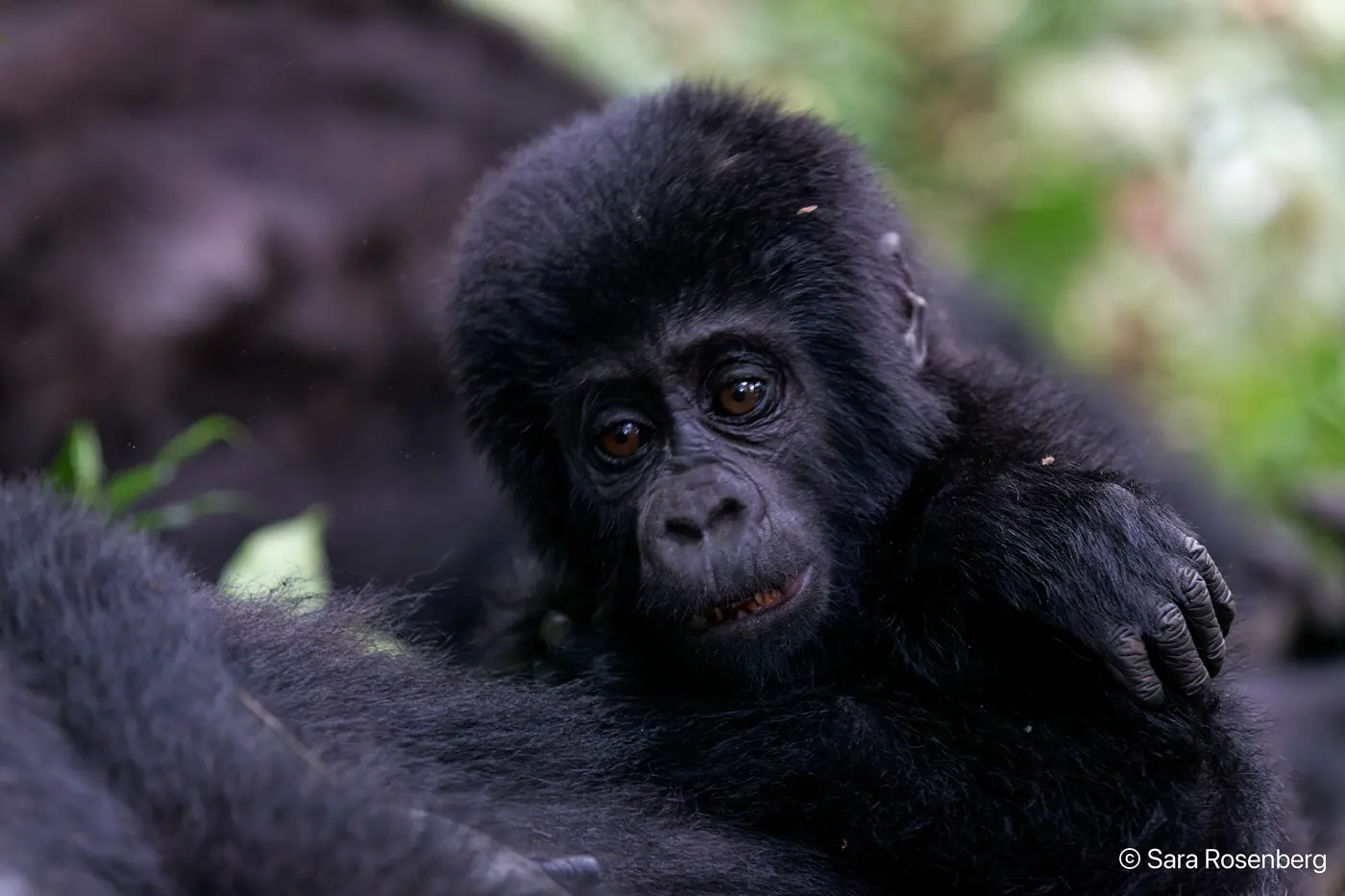 Bwindi, Ouganda