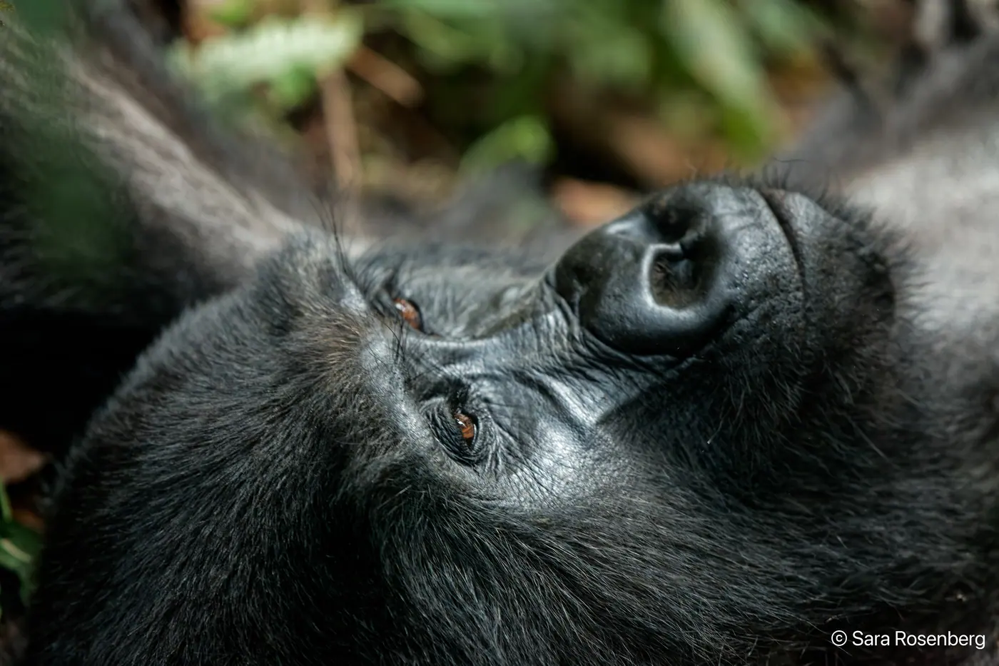 Bwindi, Ouganda