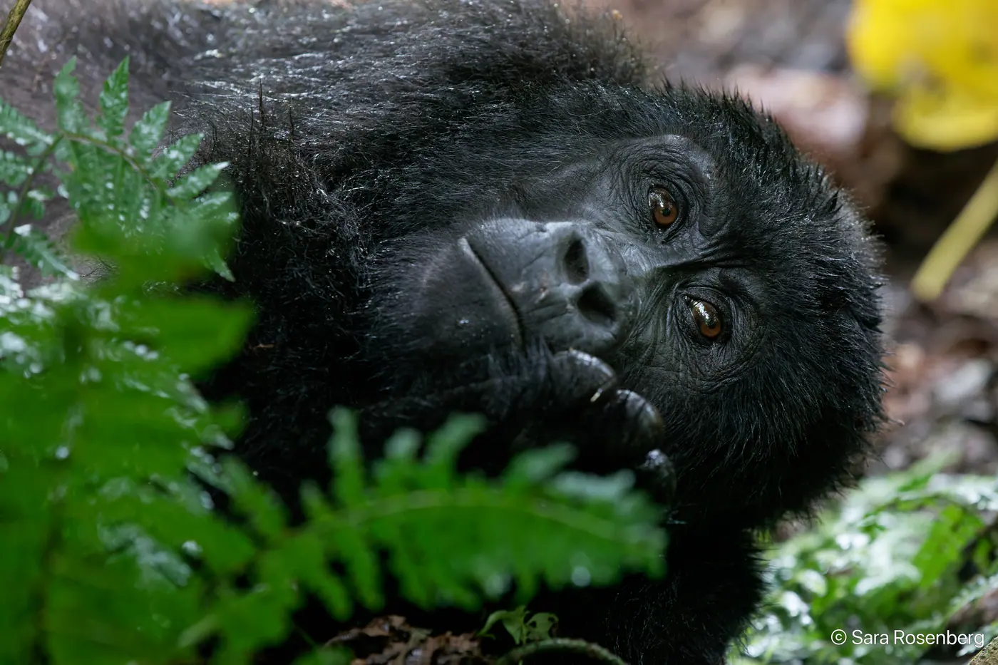 Bwindi, Ouganda