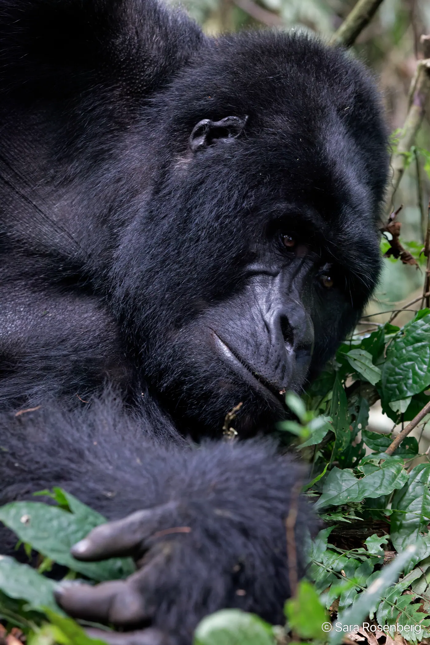 Bwindi, Ouganda