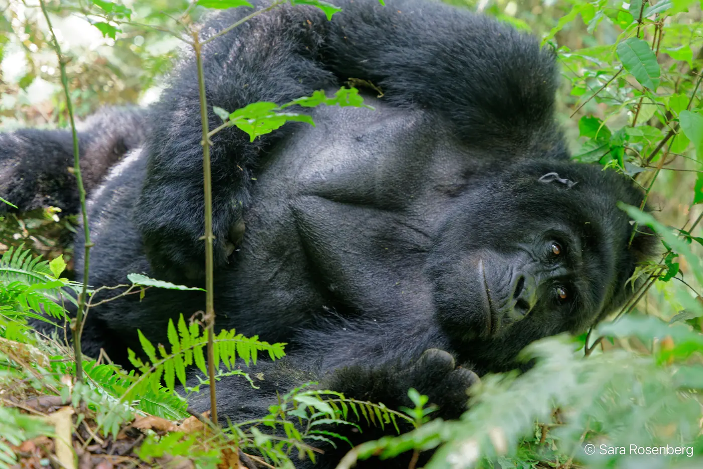 Bwindi, Ouganda