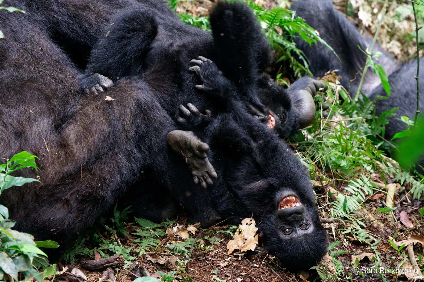 Bwindi, Ouganda