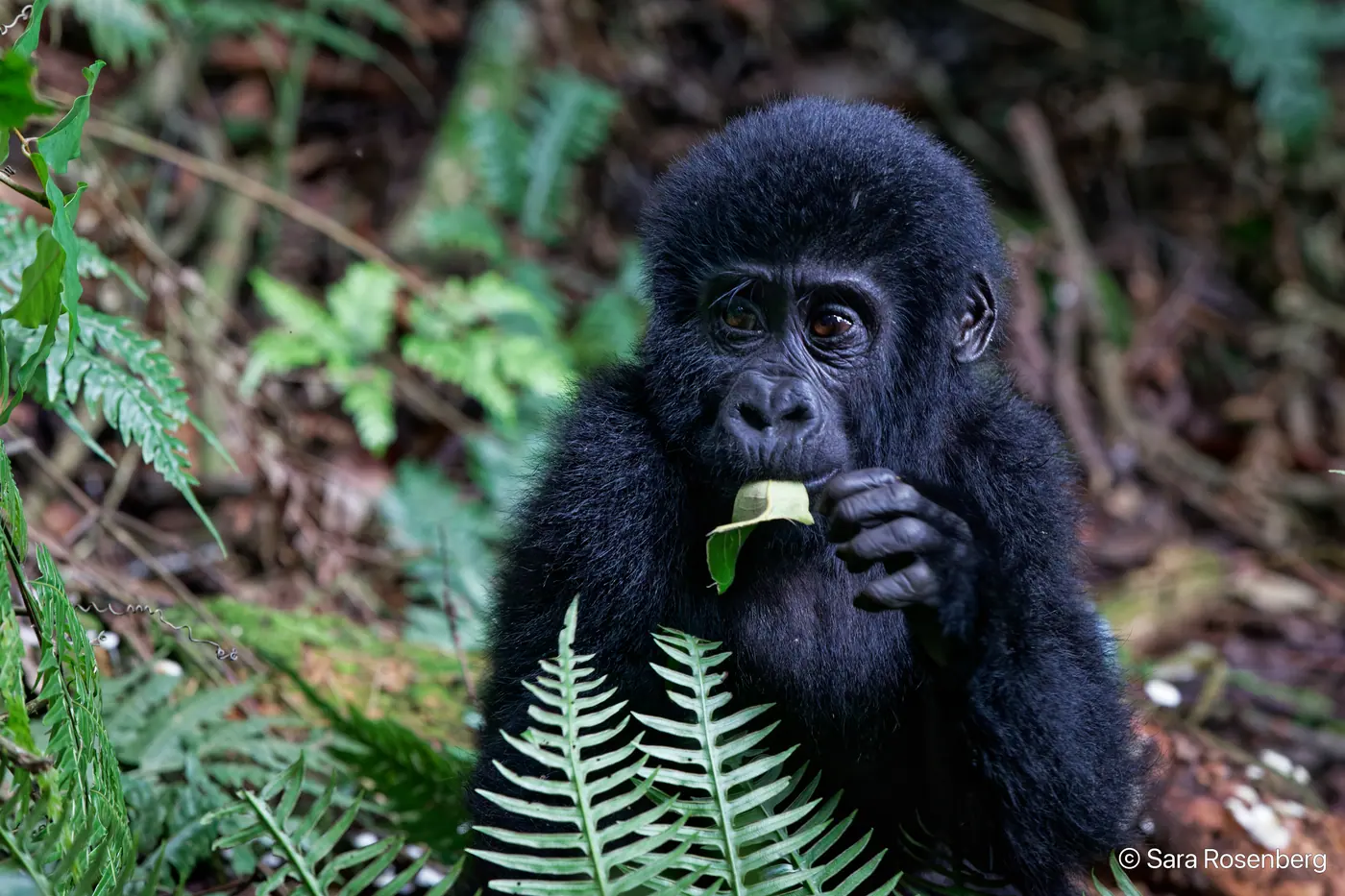 Bwindi, Ouganda