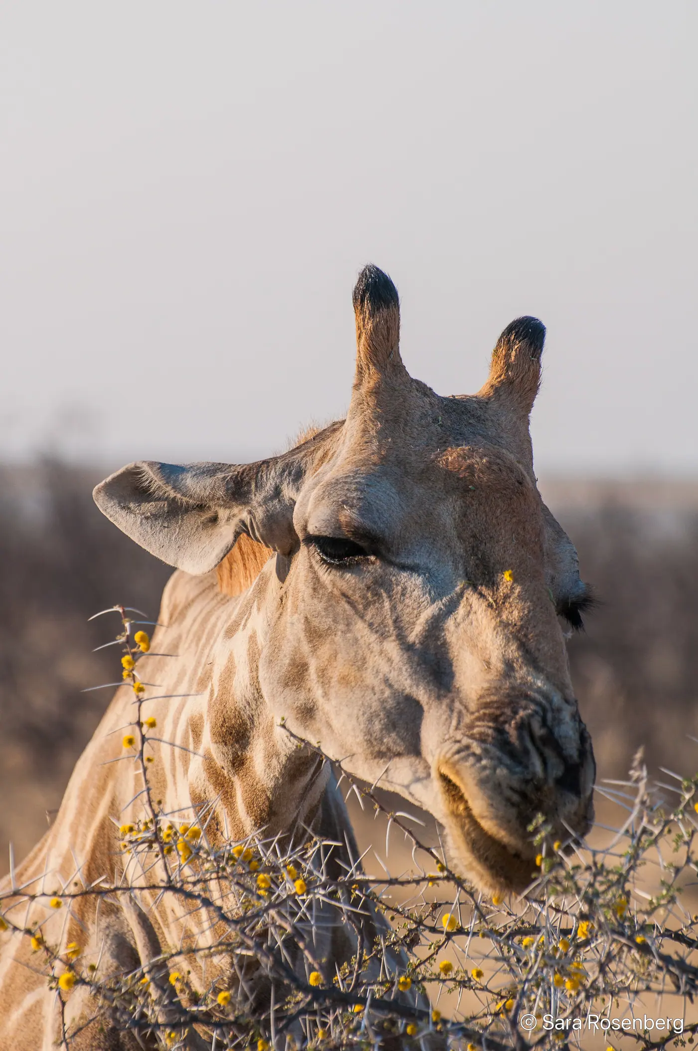 Faune d'Etosha, Namibie
