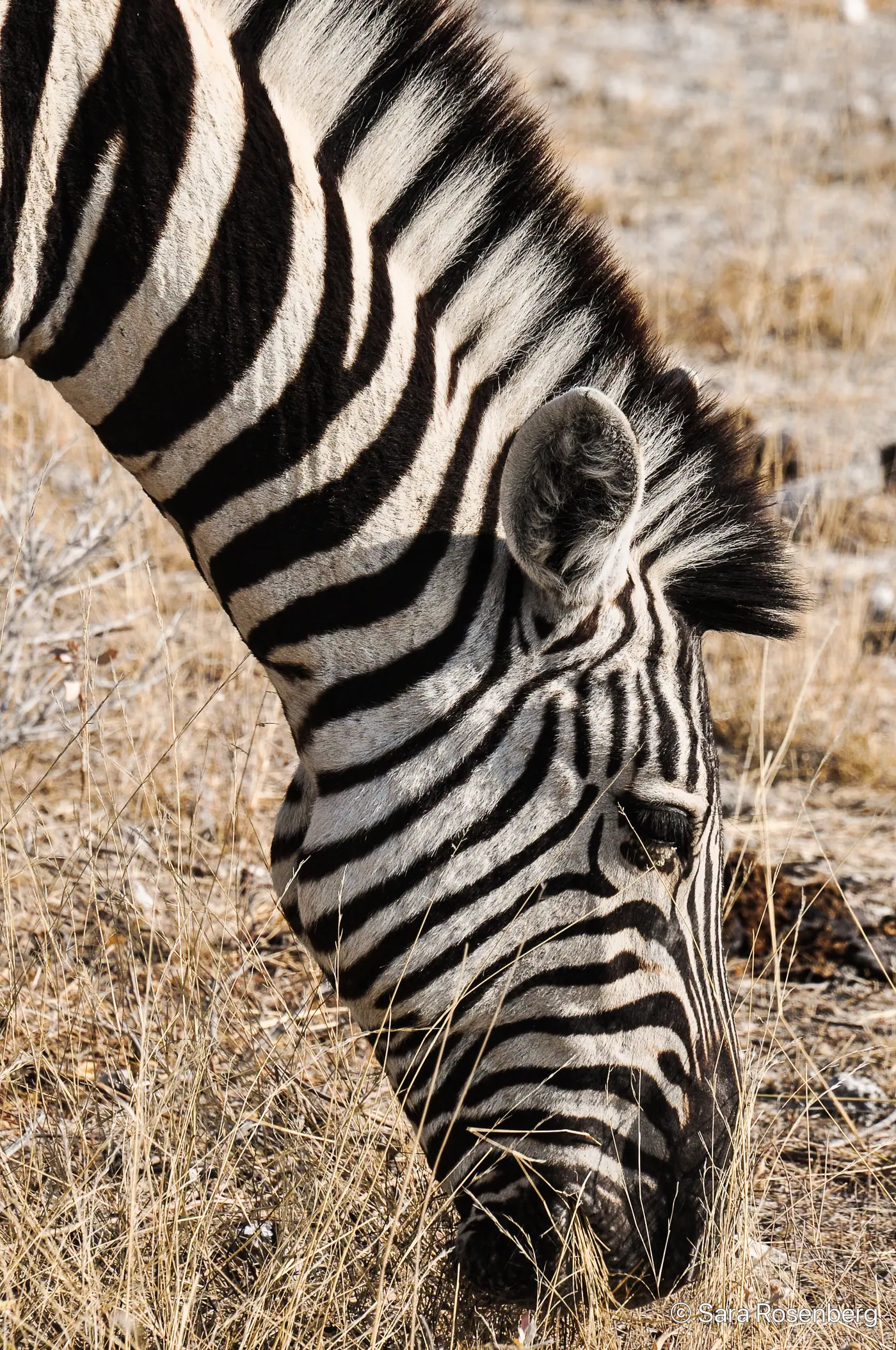 Faune d'Etosha, Namibie