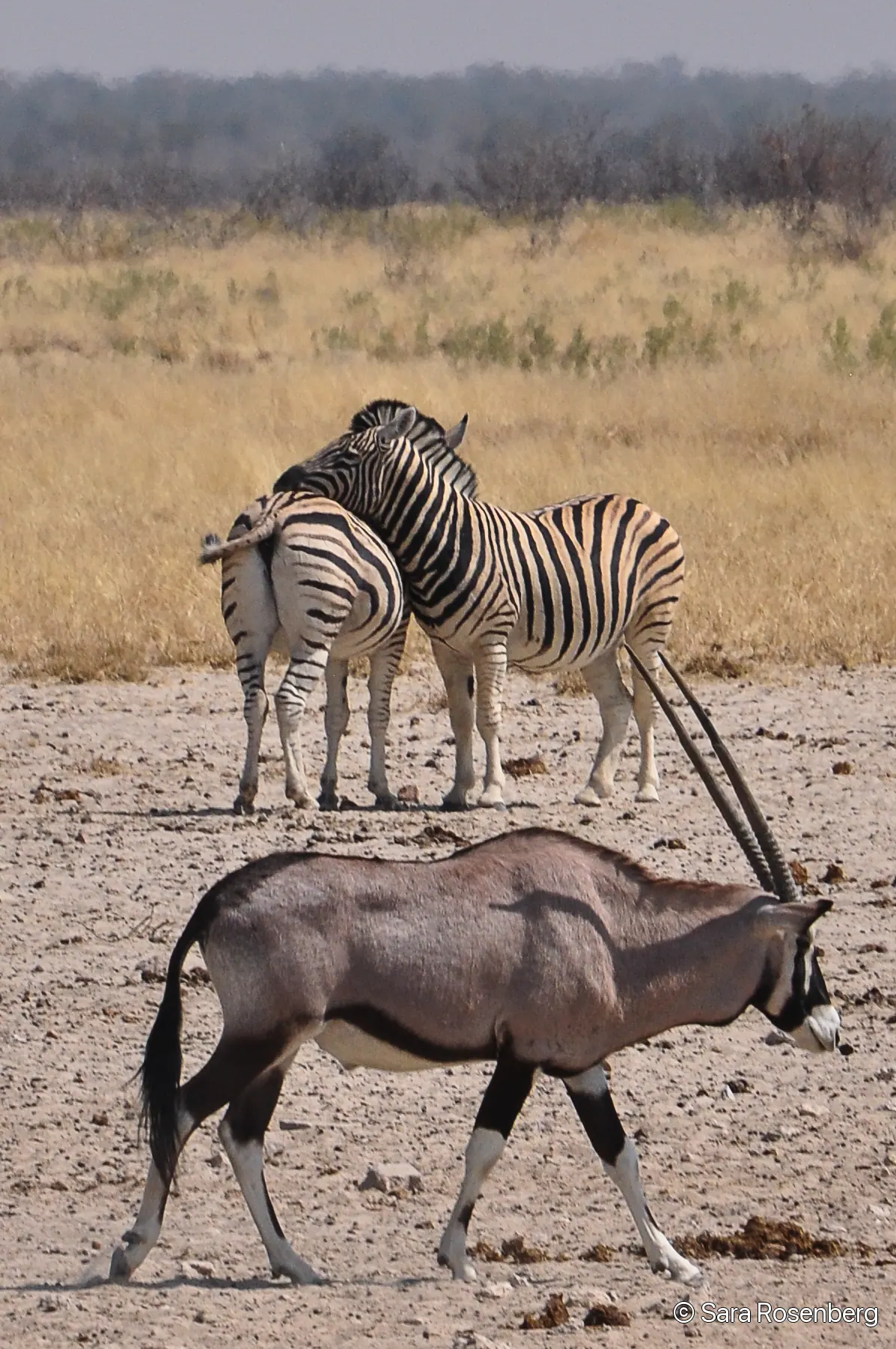Faune d'Etosha, Namibie