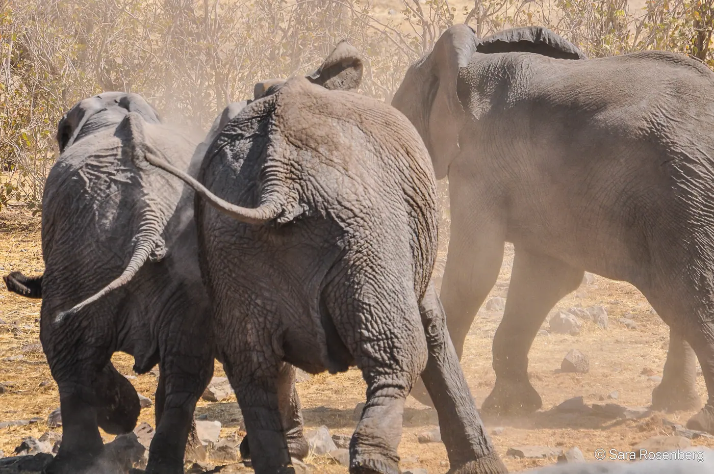 Faune d'Etosha, Namibie