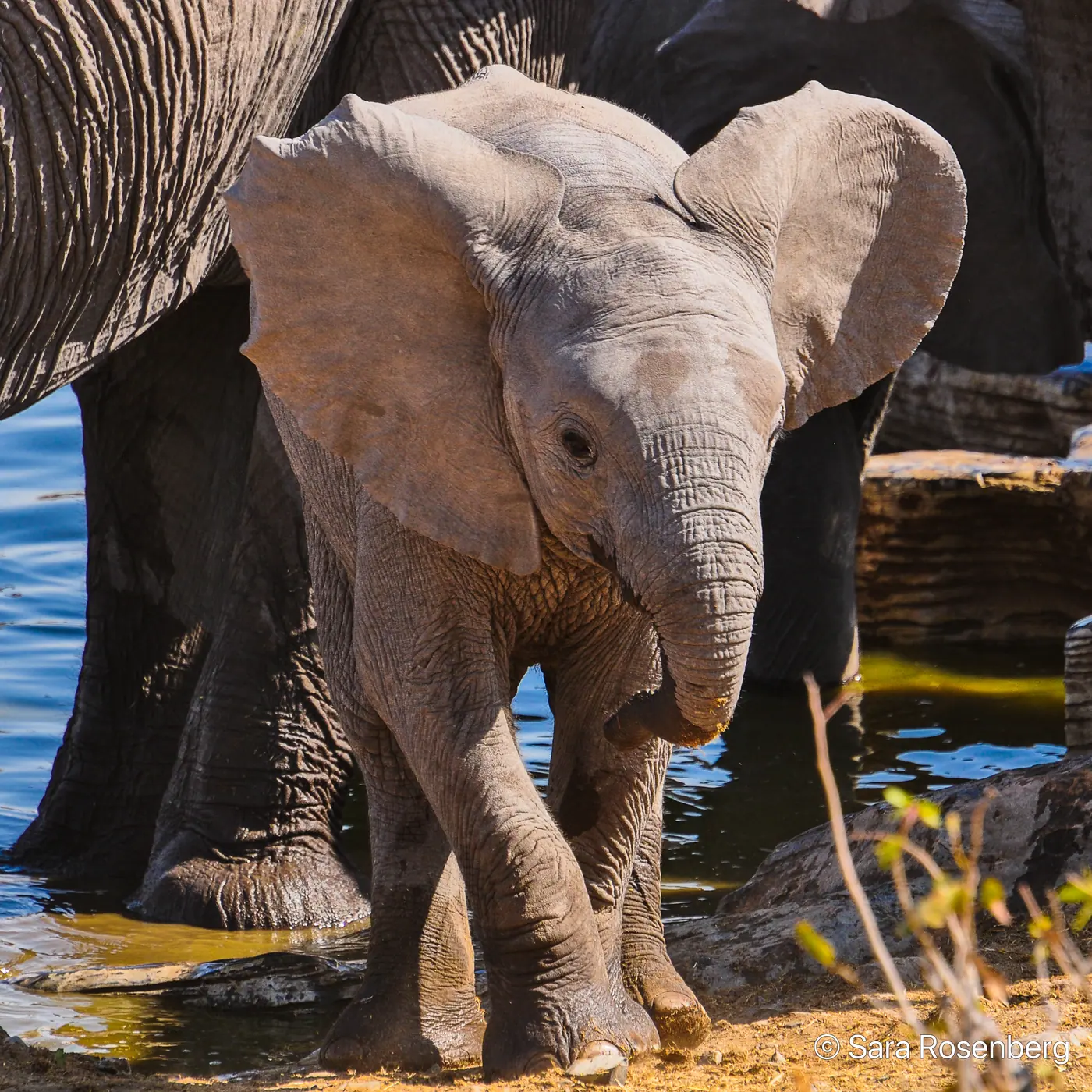 Faune d'Etosha, Namibie