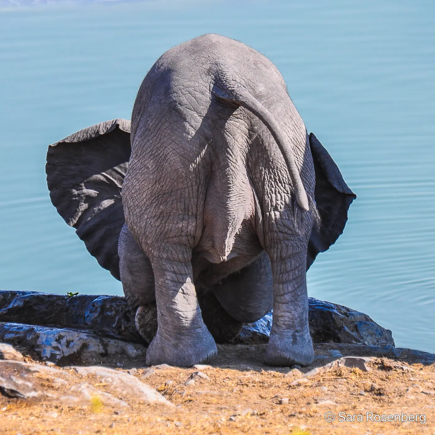 Faune d'Etosha, Namibie