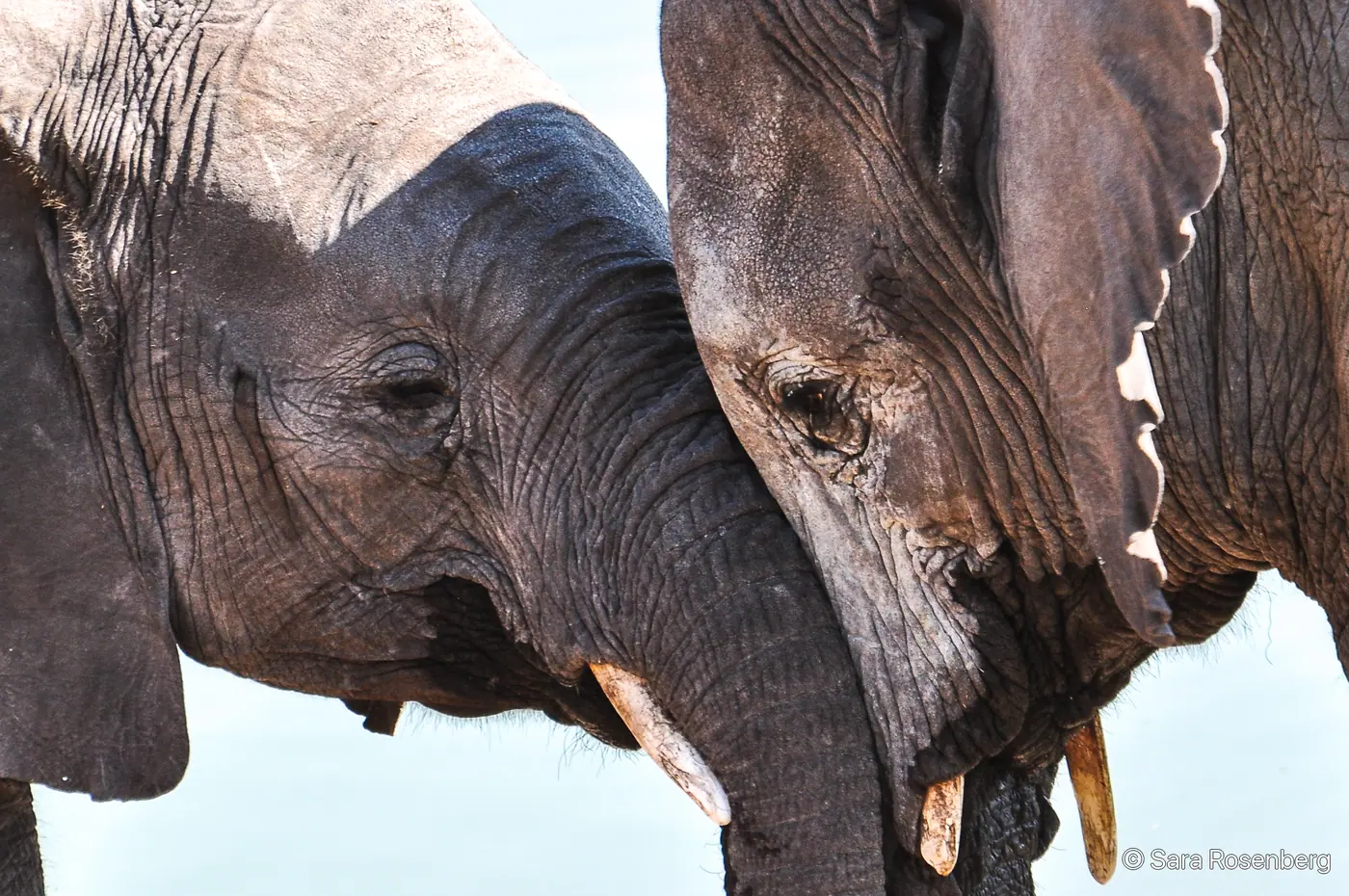 Faune d'Etosha, Namibie