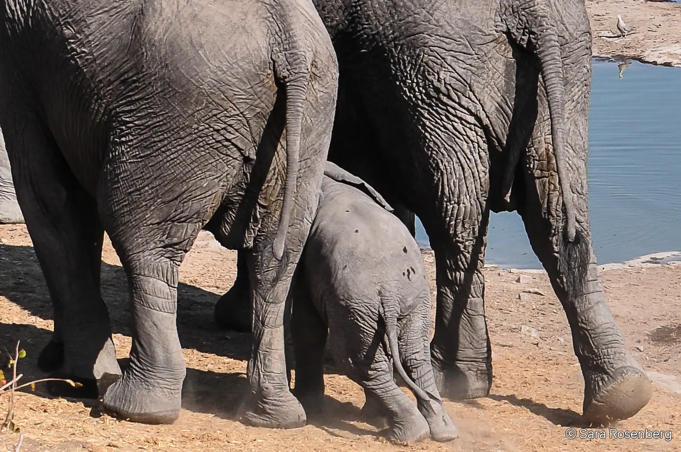 Faune d'Etosha, Namibie