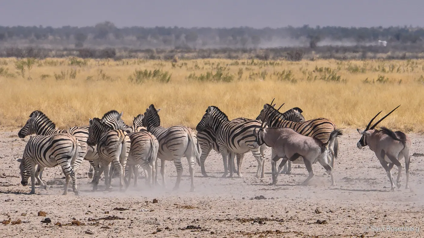 Faune d'Etosha, Namibie