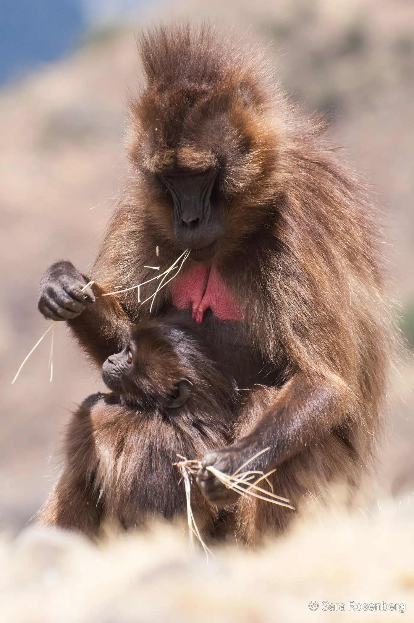 Parc des Simien, Éthiopie