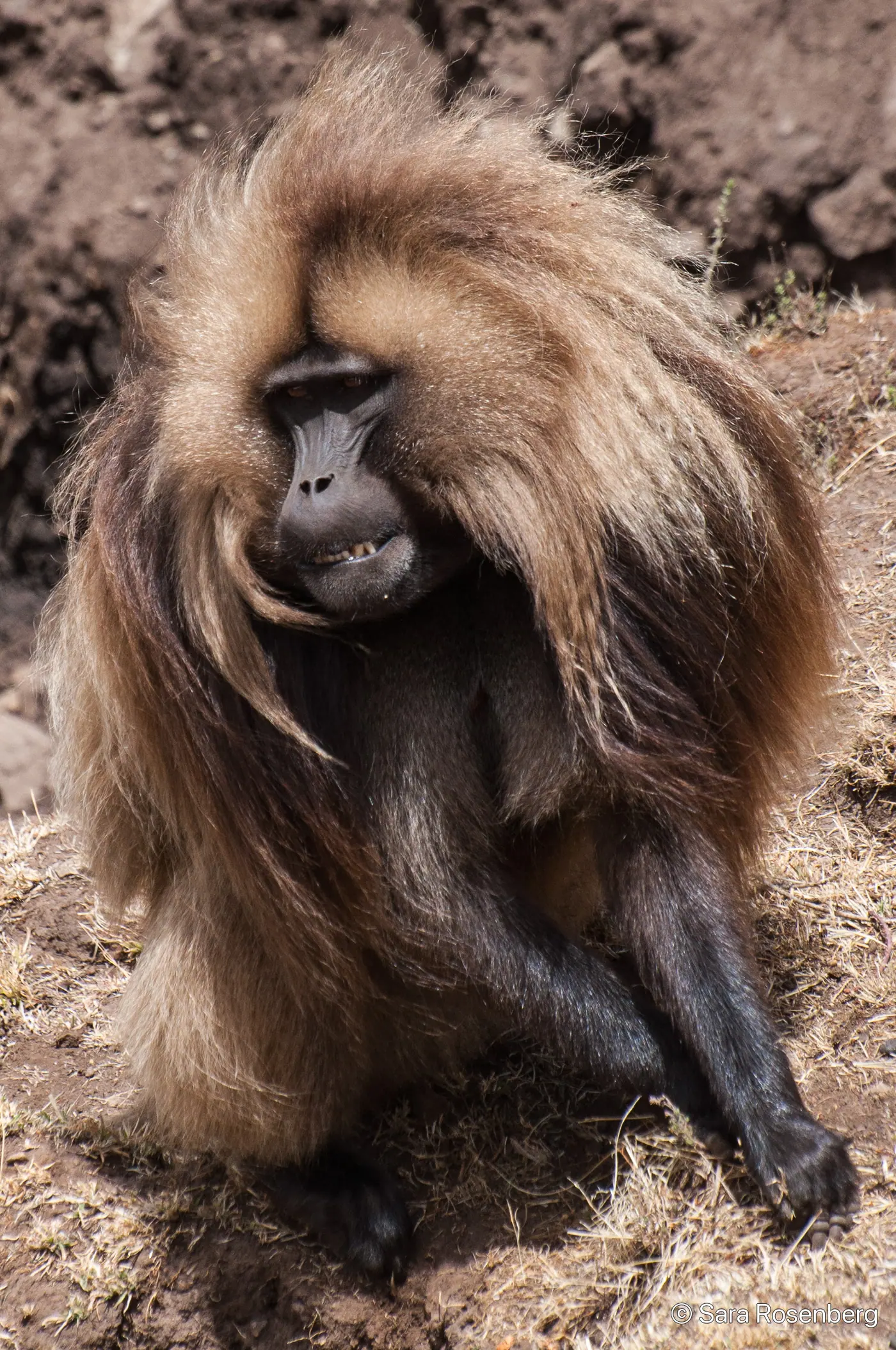 Parc des Simien, Éthiopie